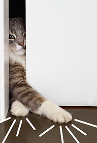 거실의 사자 : 고양이는 어떻게 인간을 길들이고 세계를 정복했을까 표지 이미지